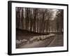 Sheep are Brought Down from the High Pastures to Their Winter Grazing, 1934-null-Framed Photographic Print