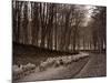 Sheep are Brought Down from the High Pastures to Their Winter Grazing, 1934-null-Mounted Photographic Print