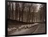 Sheep are Brought Down from the High Pastures to Their Winter Grazing, 1934-null-Framed Photographic Print