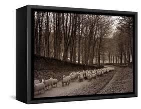 Sheep are Brought Down from the High Pastures to Their Winter Grazing, 1934-null-Framed Stretched Canvas