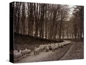 Sheep are Brought Down from the High Pastures to Their Winter Grazing, 1934-null-Stretched Canvas