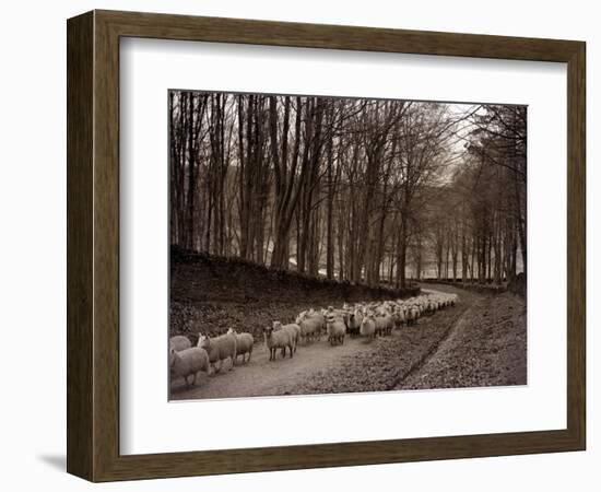 Sheep are Brought Down from the High Pastures to Their Winter Grazing, 1934-null-Framed Photographic Print