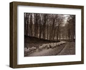 Sheep are Brought Down from the High Pastures to Their Winter Grazing, 1934-null-Framed Photographic Print