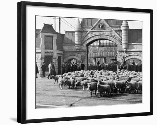 Sheep Arriving at the Chicago Stockyards to Be Converted into Legs of Mutton and Lamb Chops-null-Framed Photographic Print