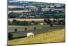 Sheep at Chipping Campden, the Cotswolds, Gloucestershire, England, United Kingdom, Europe-Matthew Williams-Ellis-Mounted Photographic Print