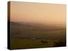 Sheep at Sunset, Near Sidmouth, Devon, England, United Kingdom, Europe-Jeremy Lightfoot-Stretched Canvas