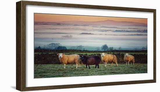 Sheep at Sunset-Zoe Louise Photography-Framed Photographic Print