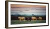 Sheep at Sunset-Zoe Louise Photography-Framed Photographic Print