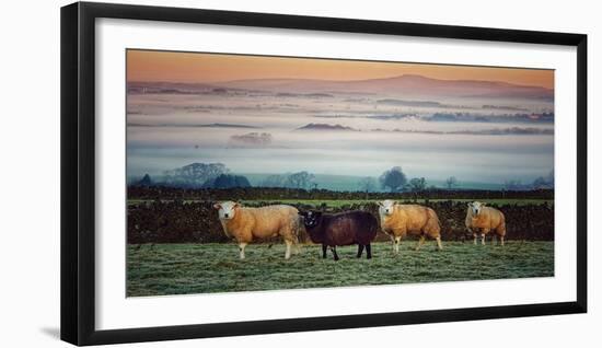 Sheep at Sunset-Zoe Louise Photography-Framed Photographic Print