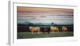 Sheep at Sunset-Zoe Louise Photography-Framed Photographic Print