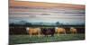 Sheep at Sunset-Zoe Louise Photography-Mounted Photographic Print