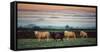 Sheep at Sunset-Zoe Louise Photography-Framed Stretched Canvas