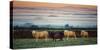 Sheep at Sunset-Zoe Louise Photography-Stretched Canvas