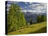 Sheep at the Iselsberg, Lienz Dolomites, East Tyrol, Tyrol, Austria-Rainer Mirau-Stretched Canvas