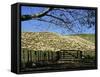 Sheep Brought in for Shearing, Tautane Station, North Island, New Zealand-Adrian Neville-Framed Stretched Canvas