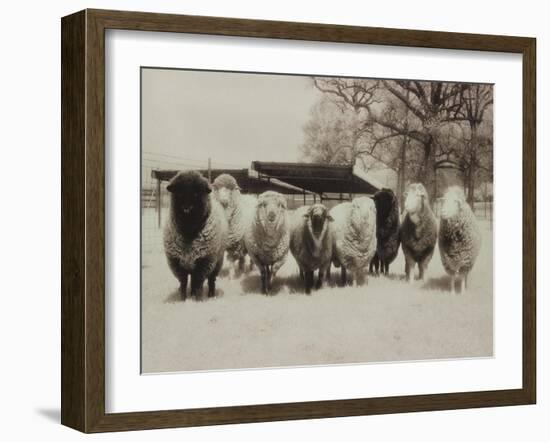 Sheep Committtee-Theo Westenberger-Framed Art Print