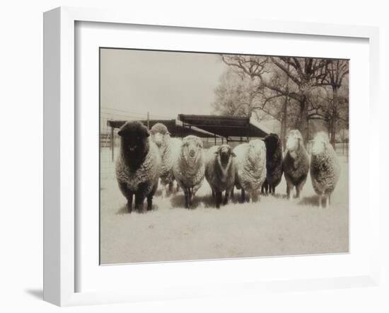 Sheep Committtee-Theo Westenberger-Framed Art Print
