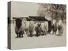 Sheep Committtee-Theo Westenberger-Stretched Canvas