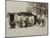 Sheep Committtee-Theo Westenberger-Mounted Art Print