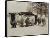 Sheep Committtee-Theo Westenberger-Framed Stretched Canvas