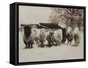 Sheep Committtee-Theo Westenberger-Framed Stretched Canvas