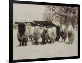 Sheep Committtee-Theo Westenberger-Framed Art Print