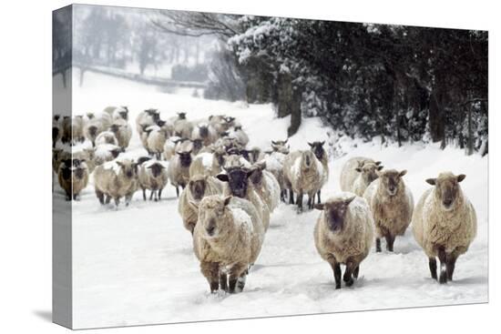 Stretched Canvas Print, , large