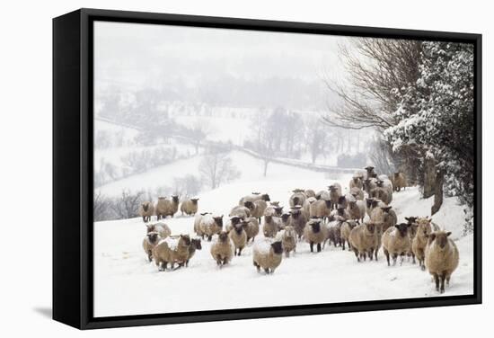 Sheep Crossbreds in Snow-null-Framed Stretched Canvas