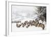 Sheep Crossbreds in Snow-null-Framed Photographic Print