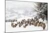 Sheep Crossbreds in Snow-null-Mounted Photographic Print