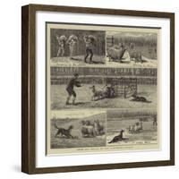 Sheep-Dog Trials at the Alexandra Palace-John Charles Dollman-Framed Giclee Print