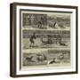 Sheep-Dog Trials at the Alexandra Palace-John Charles Dollman-Framed Giclee Print