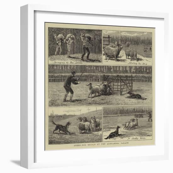 Sheep-Dog Trials at the Alexandra Palace-John Charles Dollman-Framed Giclee Print