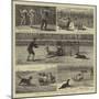 Sheep-Dog Trials at the Alexandra Palace-John Charles Dollman-Mounted Giclee Print