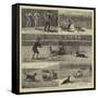 Sheep-Dog Trials at the Alexandra Palace-John Charles Dollman-Framed Stretched Canvas