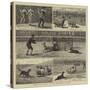 Sheep-Dog Trials at the Alexandra Palace-John Charles Dollman-Stretched Canvas