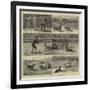 Sheep-Dog Trials at the Alexandra Palace-John Charles Dollman-Framed Giclee Print