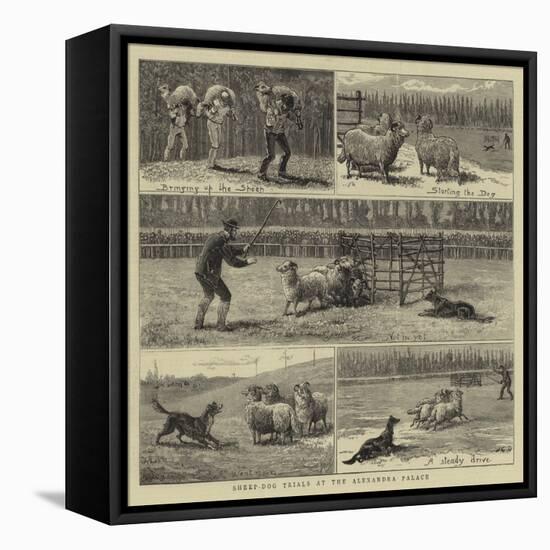 Sheep-Dog Trials at the Alexandra Palace-John Charles Dollman-Framed Stretched Canvas