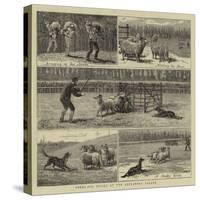 Sheep-Dog Trials at the Alexandra Palace-John Charles Dollman-Stretched Canvas