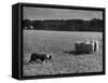 Sheep Dog Trials, Kent-null-Framed Stretched Canvas