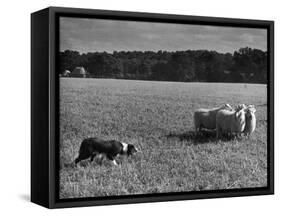 Sheep Dog Trials, Kent-null-Framed Stretched Canvas