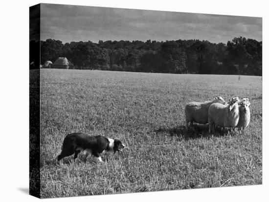 Sheep Dog Trials, Kent-null-Stretched Canvas