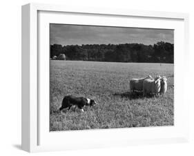 Sheep Dog Trials, Kent-null-Framed Photographic Print