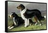 Sheep Dogs-Vero Shaw-Framed Stretched Canvas