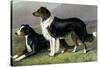 Sheep Dogs-Vero Shaw-Stretched Canvas