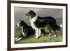 Sheep Dogs-Vero Shaw-Framed Premium Giclee Print