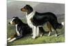 Sheep Dogs-Vero Shaw-Mounted Premium Giclee Print