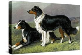 Sheep Dogs-Vero Shaw-Stretched Canvas