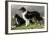 Sheep Dogs-Vero Shaw-Framed Art Print