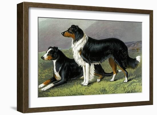 Sheep Dogs-Vero Shaw-Framed Art Print